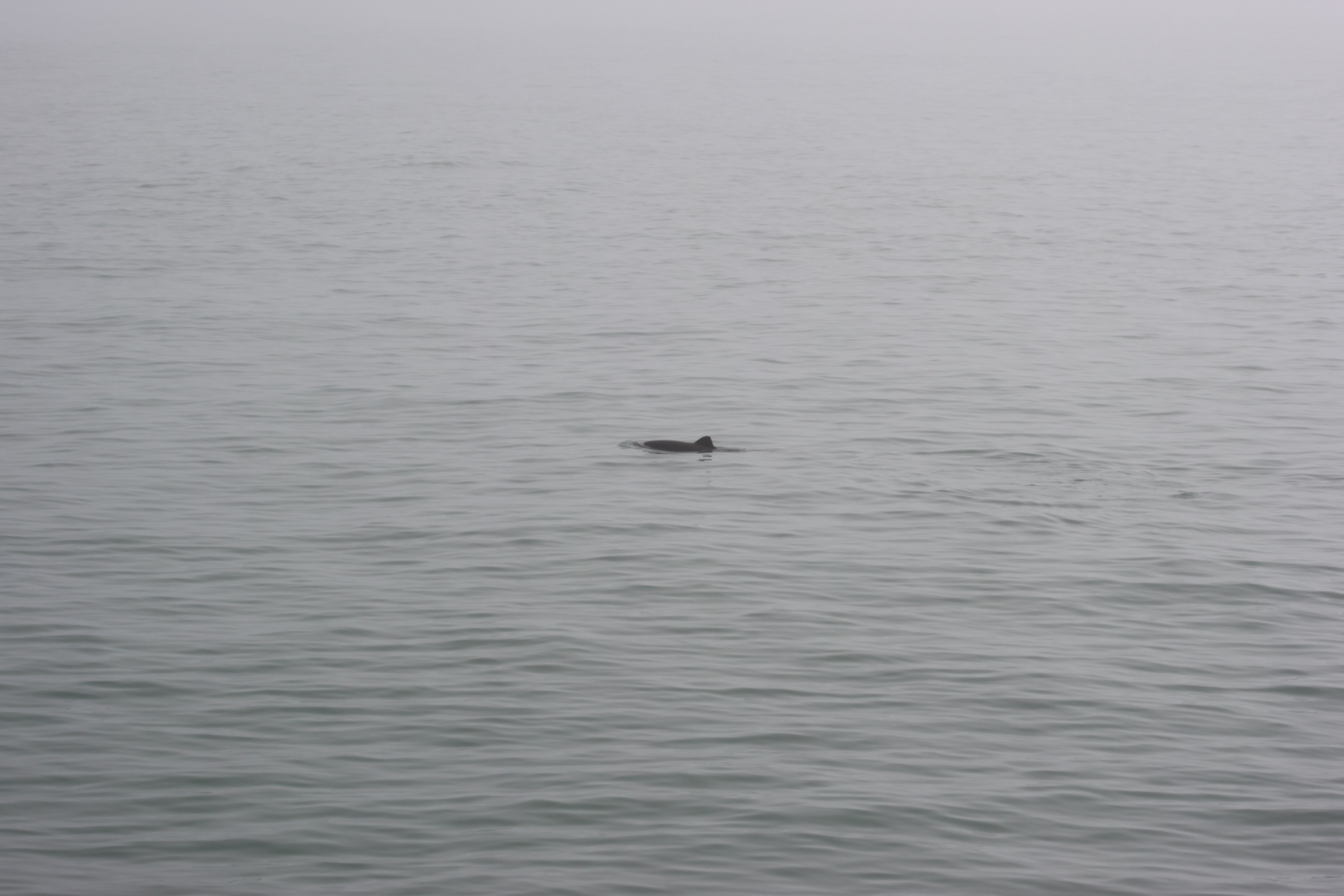 Як розповіла місцева мешканка, вигулювала там собачку, дельфіни підпливають до цього місця навіть зграями