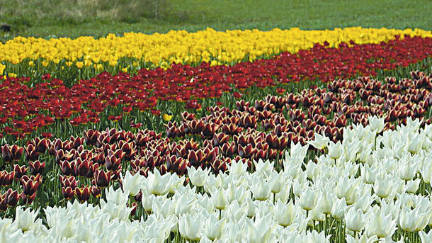 23 квітня 2018, 5:13 Переглядів:   Сегодня дізналася, коли розквітнуть алеї сакур, поля нарцисів і тюльпанів, а також скільки триватиме ця краса   Мільйон тюльпанів