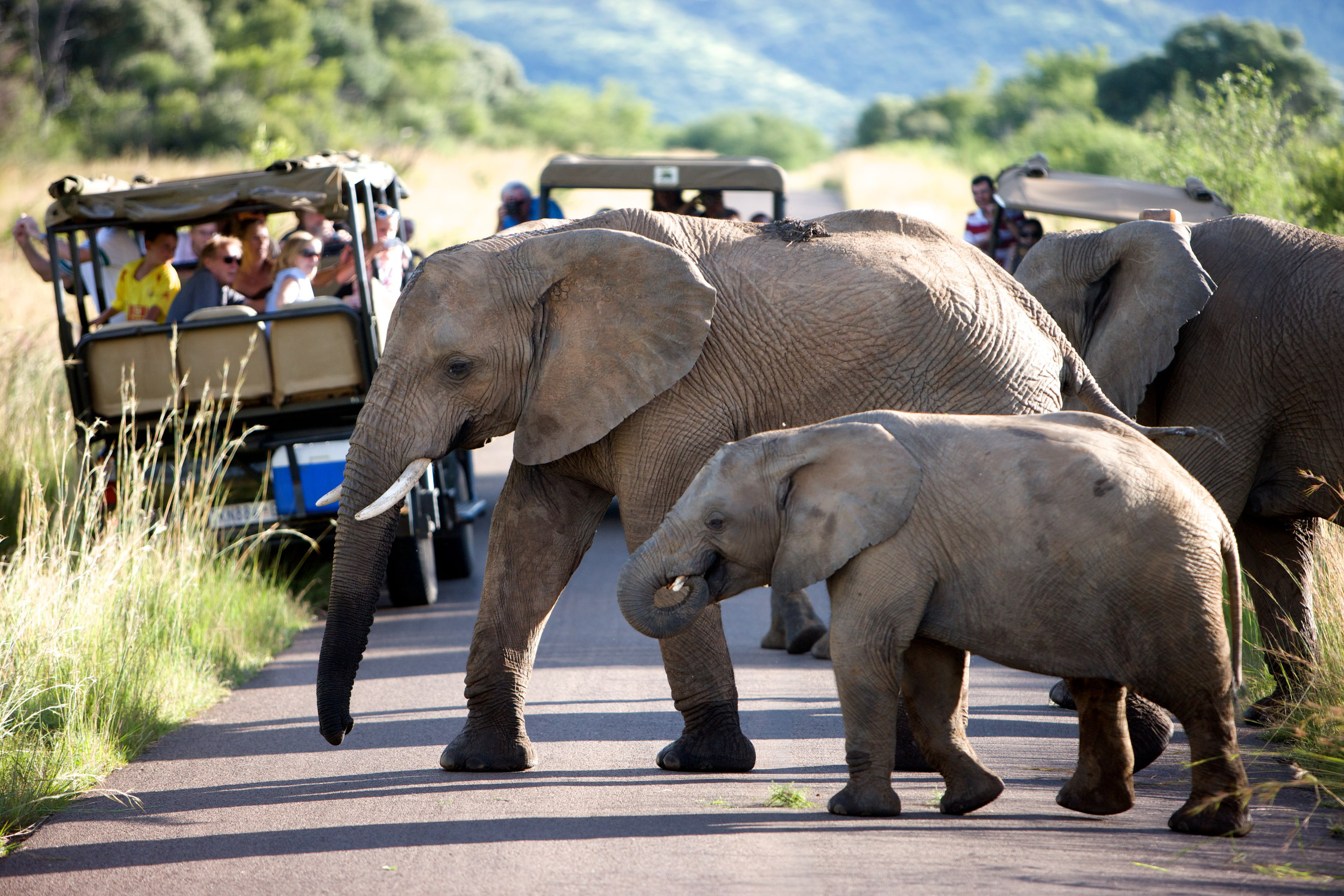 У парку мешкає безліч різноманітних південноафриканських диких тварин, в тому числі вся «Велика п'ятірка»