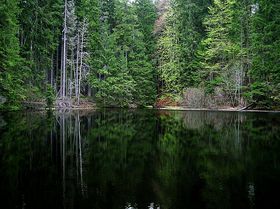 Боубін, фото: Барбора Кментова   Такі невинні острівці в Чехії збереглися, наприклад, в Боубінском лісі