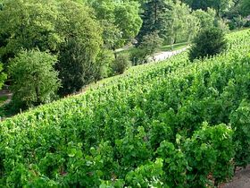 Гребовка   У парку Гребовка, де, до речі, є власний винний льох, який зберігає плоди старовинного гребовского виноградника - наприклад, такі сорти як Рейнський рислінг, Мюллер-Тургау, Дорнфельдер і ін