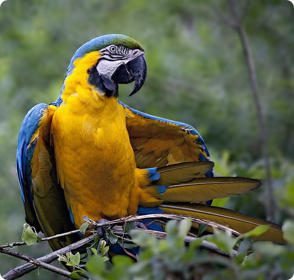 Синьо-жовтий ара