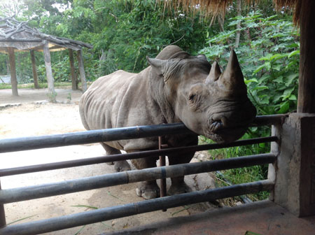 Носорога можна помацати за ріг і сфотографуватися разом