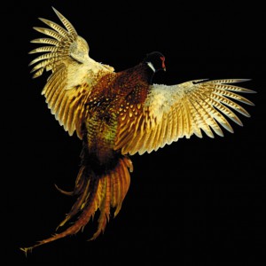 З усіх птахів, яких доводилося добувати мисливцям Радянського Союзу, фазан, напевно, найбільш екзотична