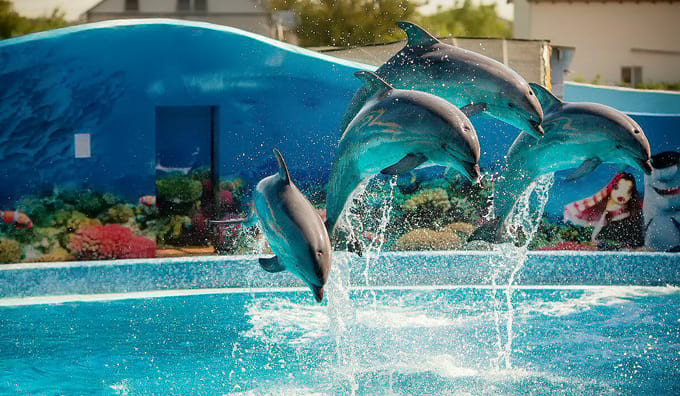 Шоу з дельфінами в кирилівському дельфінарії Оскар