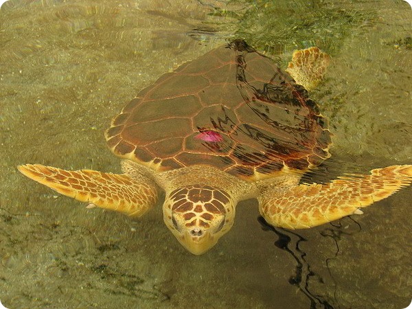 Безліч черепах вибирається на берег і в Австралії