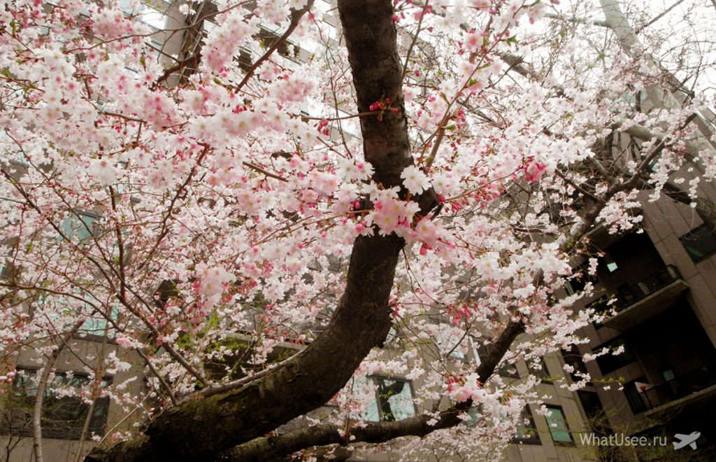 Сакура в квітні в самому кольором: