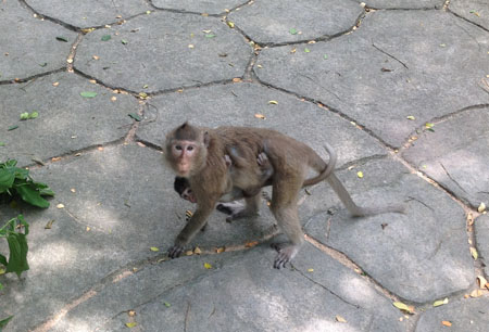 А дикі мавпи, які самостійно влаштувалися в зоопарку, лізуть до туристів і, буває, відбирають у зазевавшихся їжу