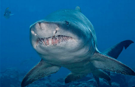 Бичача акула, акула-бик, балію-голова, акула-бик
