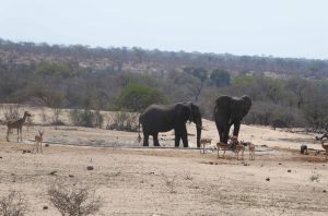 Слони і антилопи