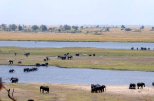А це стадо слонів в долині Chobe river, Ботсвана