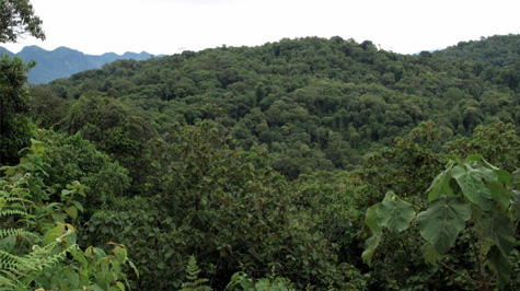 Масив низинного лісу Ітомбве, що характеризується високим природоохоронне значення, в даний час ніяк не охороняється