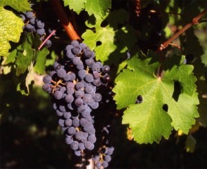 Характеристика сорту винограду Каберне совіньон