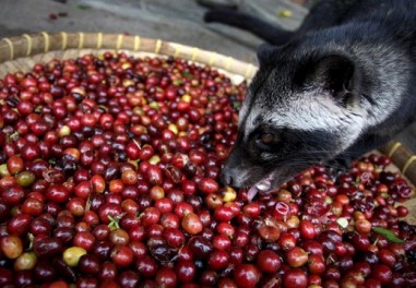 Даний сорт кави вирощується в Індонезії, на плантаціях Суматра і Ява