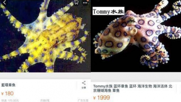 Останній писк моди у китайських любителів акваріумів: купити сінекольчатого восьминога розміром з м'ячик для пінг-понгу