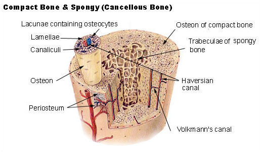 Компактна кісткова тканина   Поперечний зріз кістки